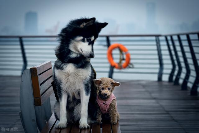 养阿拉斯加的禁忌，阿拉斯加犬为什么不建议养（阿拉斯加雪橇犬的优缺点及饲养方法并不是每个人都适合）