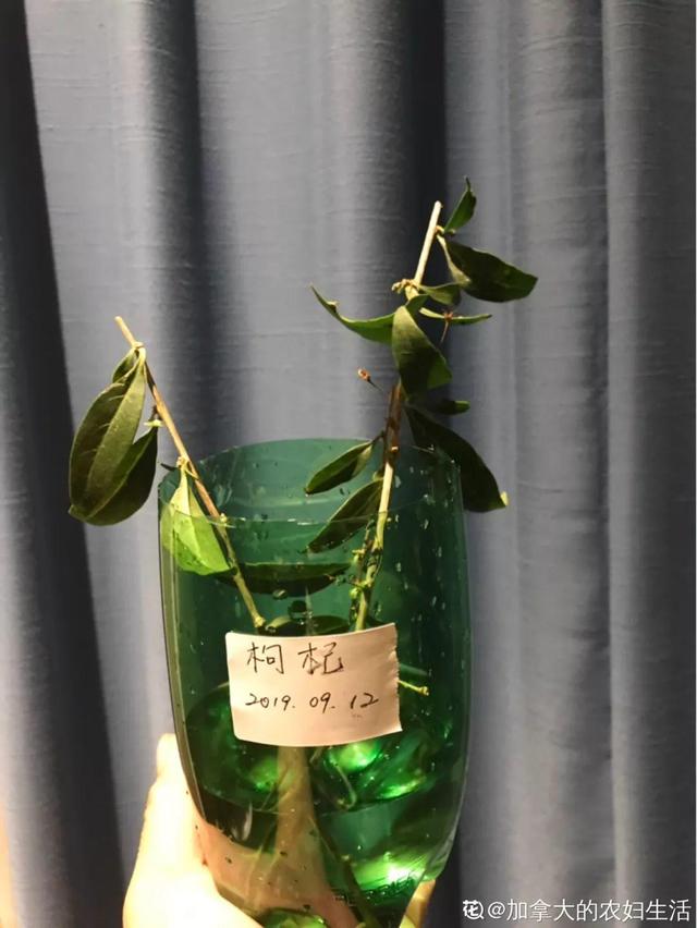 枸杞根的功效与作用，枸杞根的作用与功效（明年呼呼长成小盆栽）