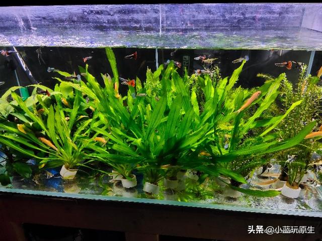 黄褐藻怎么去除，怎样清除褐藻（鱼缸爆褐藻的详细原因）