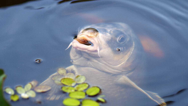 鱼不喂食会饿死吗，观赏鱼半个月不喂食会不会饿死（10年也“饿”不死）