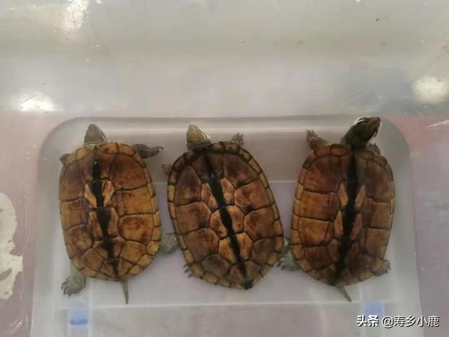 石金钱龟养殖前景,新手饲养不同规格的石金钱龟时(现在养石金钱龟前景好吗) 石金钱龟养殖前景,新手饲养不同规格的石金钱龟时(现在养石金钱龟前景好吗)