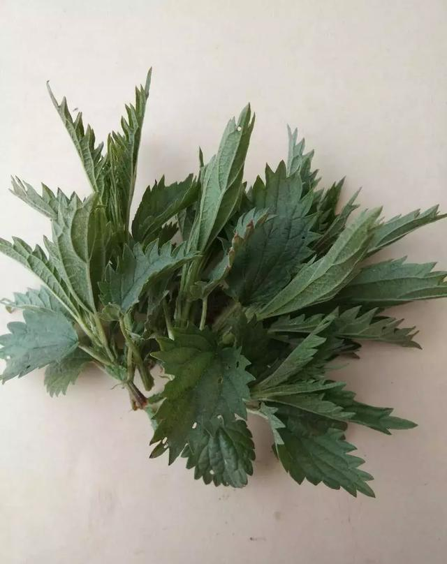 如何做麻子菜饼，麻子菜煎饼怎么做（饭桌上不常见的野菜）