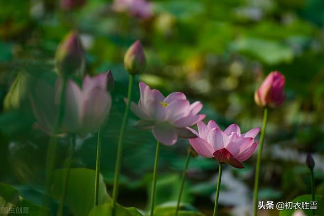 李白为什么叫青莲居士，诗仙 诗圣 诗佛 诗鬼（李白为什么称自己为）