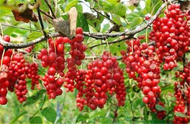 五味子种植技术与栽培管理，五味子的栽培技术和管理（让你轻松学会种植）