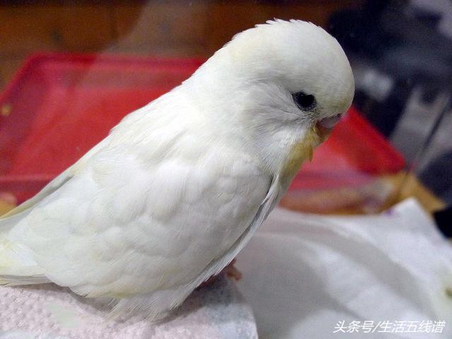 全身都黄绿色的鹦鹉是什么品种，全身都黄绿色的鹦鹉是什么品种的鹦鹉（虎皮鹦鹉的20个品类）