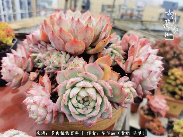 晴天橙子可爱头像微信，晴天橙子可爱头像（有多少次的会心一笑，全因多肉）