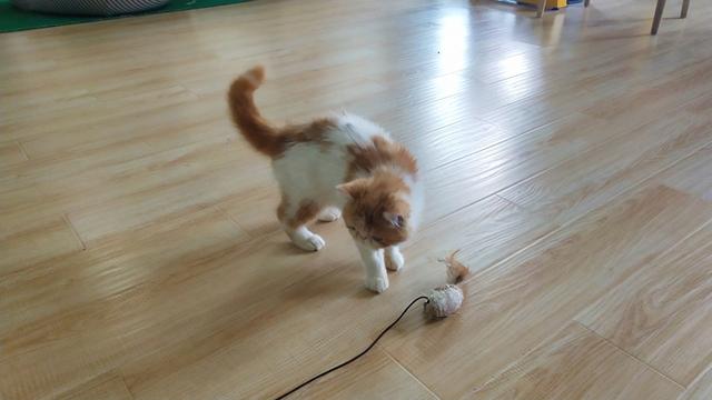 几个月猫咪开始换毛，铲屎官要如何照顾猫咪