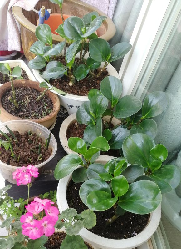 豆瓣绿的养殖方法和注意事项，豆瓣绿的养殖方法和注意事项四季海棠（学会这4点养的棒棒哒）