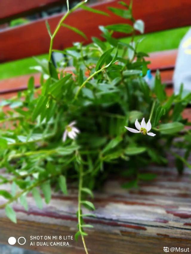 春天的花有什么，春天的花有几种分别是什么（40种小野花）