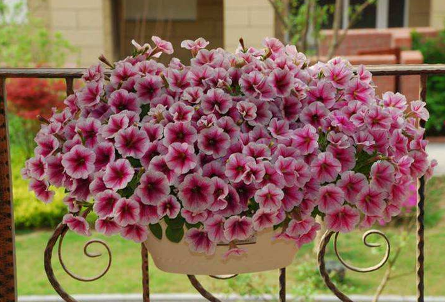 每月什么花开，每月什么花开写一个作文（23种开花植物）