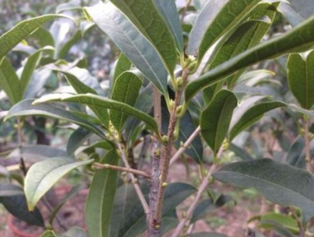 桂花树几月开花，桂花进入盛花期（桂花是几月开花的树）