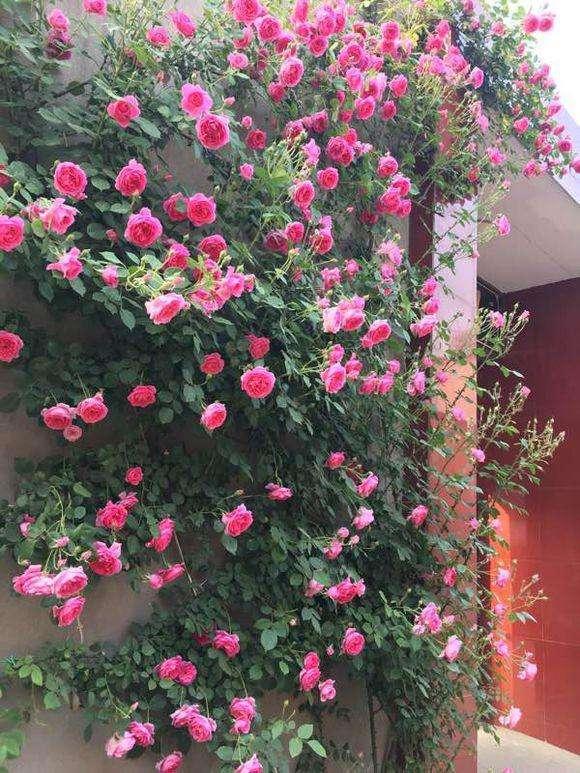 月季小苗品种，送你一份“清单”