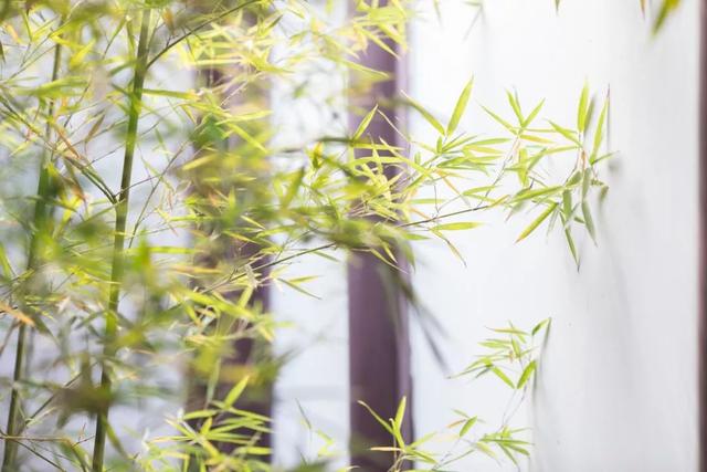 山河覆雪风波恶，江头未是风波恶（见证“词中之龙”的豪情与柔情）