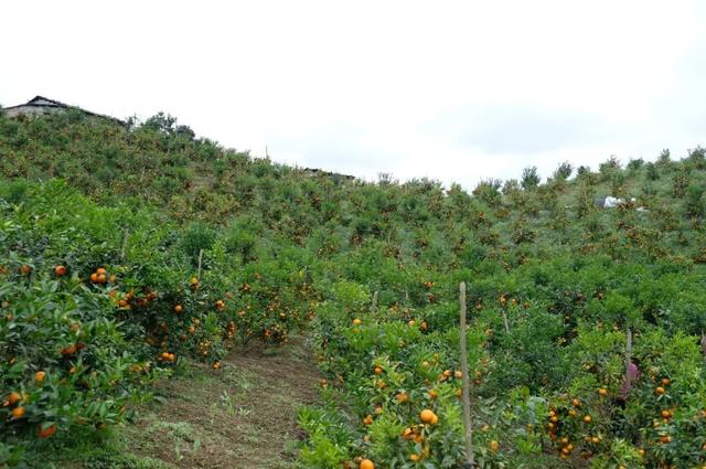 写乡村甘蔗的优美句子，家乡的甘蔗作文1000字（环江蜜汁沃柑，迷之好吃）