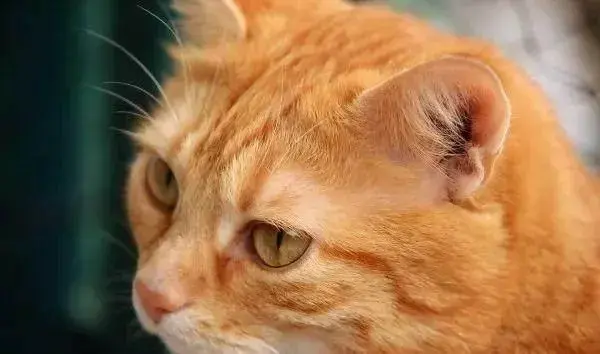 猫的皮肤病的症状图片，三种常见的猫咪皮肤病（导致猫咪黑下巴、猫癣的原因是什么）