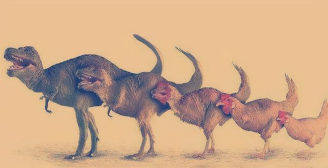 鸡是哺乳动物吗，哺乳动物有哪些（它们之间相差6000万年）