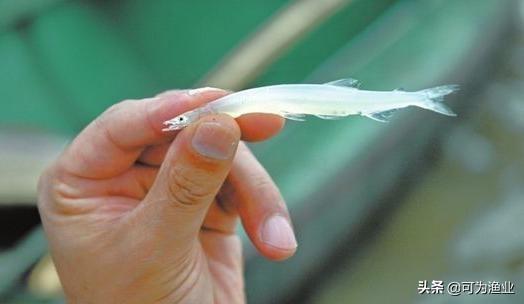 白鱼白虾和什么是太湖三白，太湖三白是哪三白（太湖三白是哪三白白鱼白虾和什么）