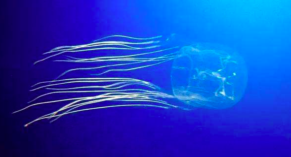 世界上最毒的水母，十种危险水母（澳大利亚箱形水母为什么会是全球最毒生物）