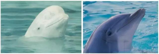 海豚和白鲸的区别，白鲸为什么是海豚（妹子的iPhone掉进大海后）