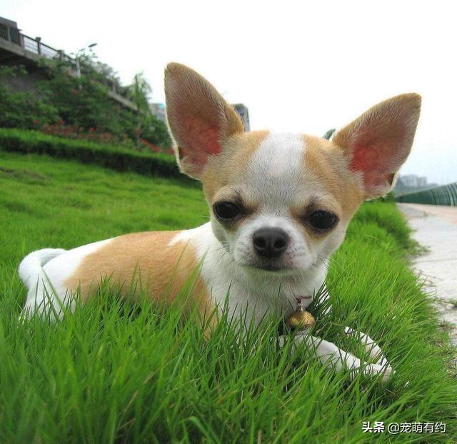 鹿犬图片小型，鹿犬图片小型幼犬（在外貌、性格上是有不少差异）