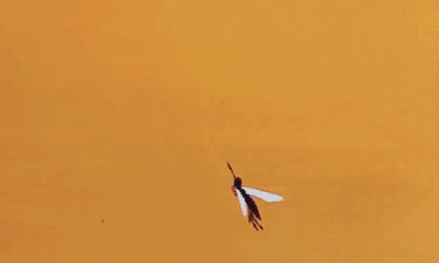 蚊子灭绝了会怎么样，如果蚊子灭绝了会怎样（假如人类把蚊子全部灭绝了）