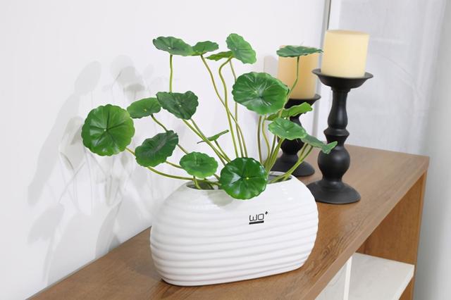 红叶樱花种植技巧，樱花树扦插时间和方法是什么（三种拥有红色叶子的植物）