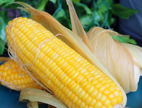 冻玉米怎么煮，生的冻玉米怎么煮（有人先煮后冻）