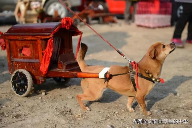 犮多音字的读音，犮怎么读（偛犮）