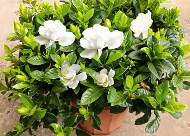 枯萎的花图片，枯萎的花（6种漂亮花，开完花“就枯萎”）