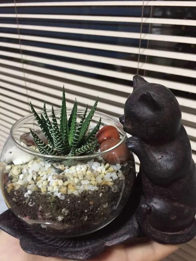 丸叶松绿怎么养，丸叶松绿的叶子可用来繁殖吗（养多肉，记名字，预防老年痴呆）