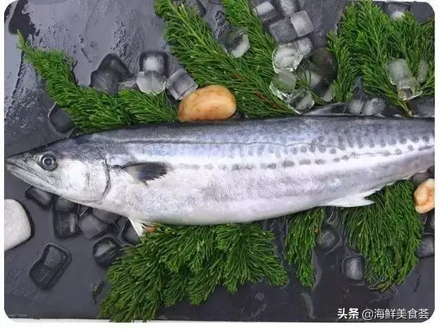 多春鱼是河鱼还是海鱼，多春鱼产地在中国哪里（暂时市面上几乎没有养殖的）