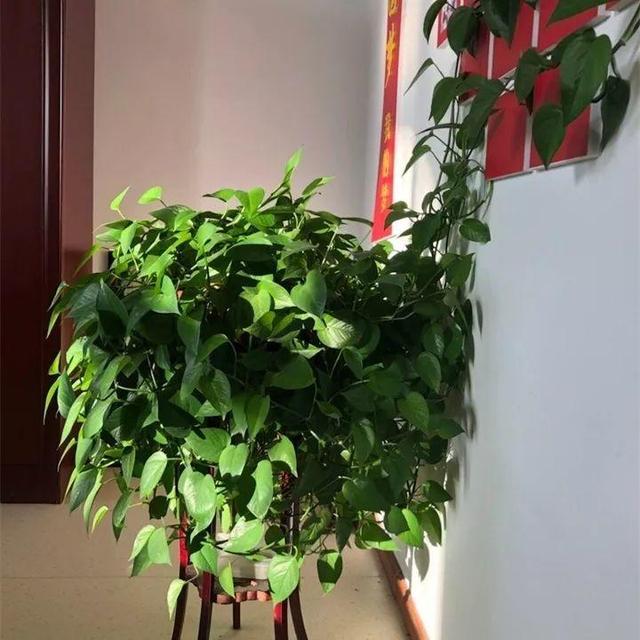 住宅大门朝东，住宅大门朝东风水布局（家里的大门朝哪）