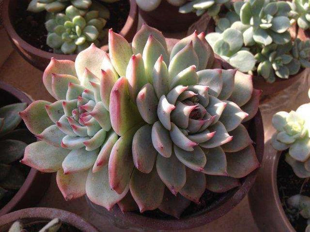 吉娃莲的扦插方法，吉娃莲的扦插方法视频（新手都能扦插出一盆）