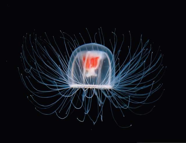 灯塔水母真的永生吗，“灯塔水母”（这种水母也未能颠覆生死法则）