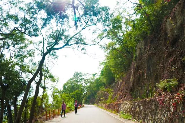 野生吊钟花什么时候开花，吊钟花结果吗（鲜艳的春节红已提早报春）