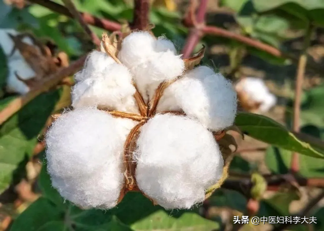 木棉花的副作用，木棉花泡水喝有副作用吗（棉花：我还是中药，能治病）