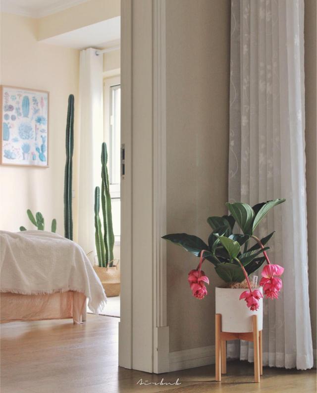 宝莲灯花的养殖方法和注意事项，宝莲灯花的养殖方法（掌握技巧就能养好它）