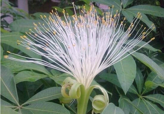 芦荟开花，总以为芦荟不会开花（芦荟开花图片 什么预兆）