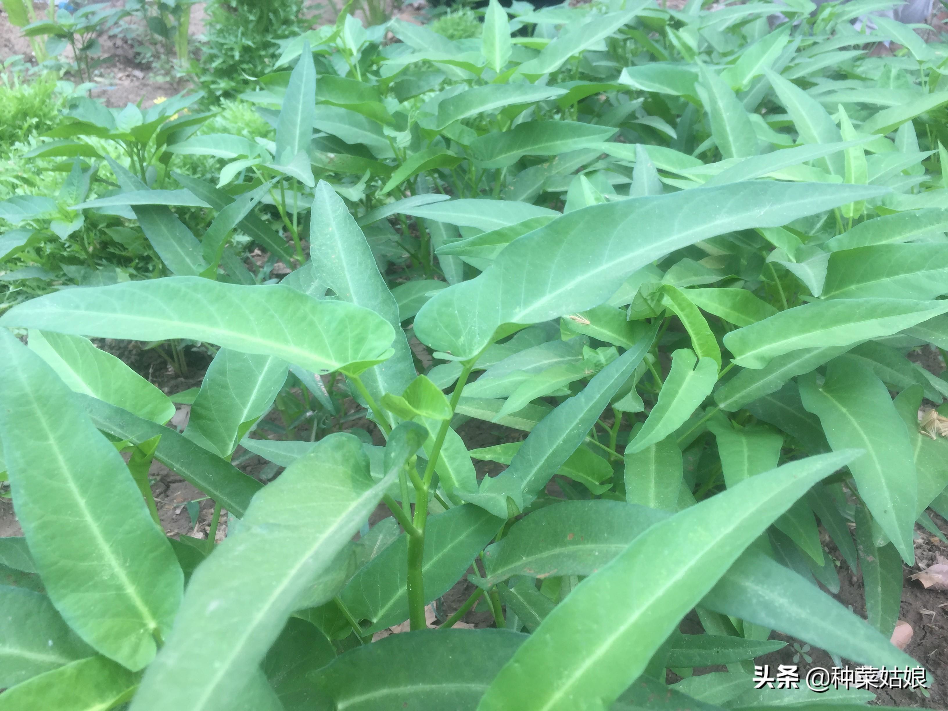 空心菜怎么施肥长得快（种植空心菜的技巧方法）