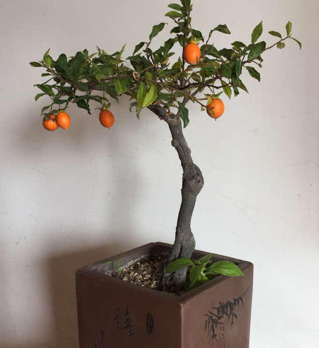 哪一种树被称为活化石，哪种树称为活化石（植物界的4种“老寿星”）