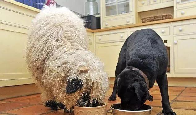 超可爱小羊羊，小羊太可爱了（却偏偏以为自己是条狗图片）