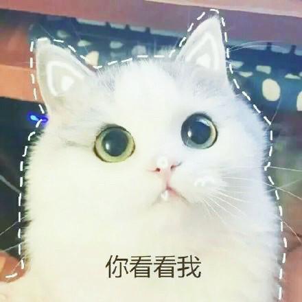 猫咪表情包大全图，可爱的猫咪表情包合集