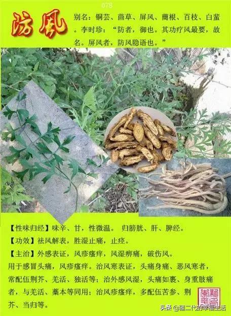 常见中草药图谱，中草药经典图谱（让你知道常用药都长啥样）