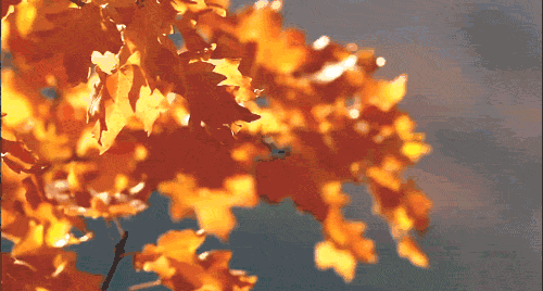 韶关云门寺，韶关云门寺图片（韶关这座色彩斑斓的古寺现在去正好）