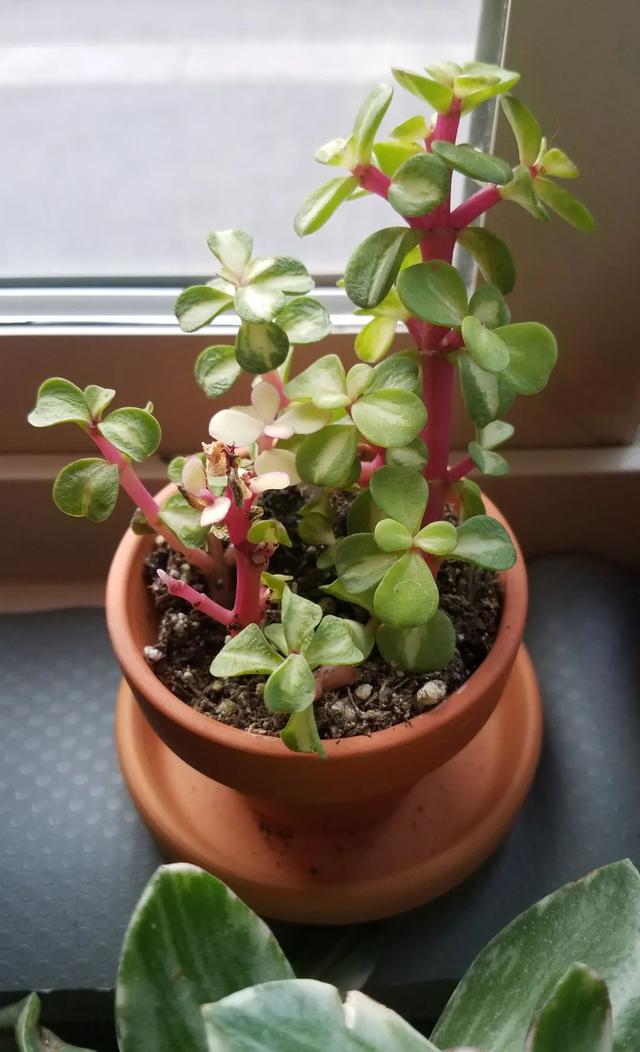 金枝玉叶植物，金枝玉叶养护（金枝玉叶养护全指南）