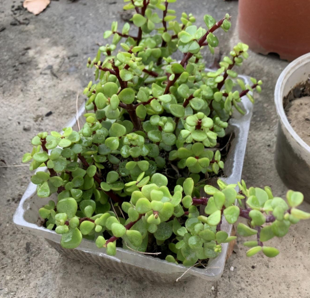 淘米水浇花的正确方法，淘米水怎样浇花才正确（养花才能盆盆长得旺）