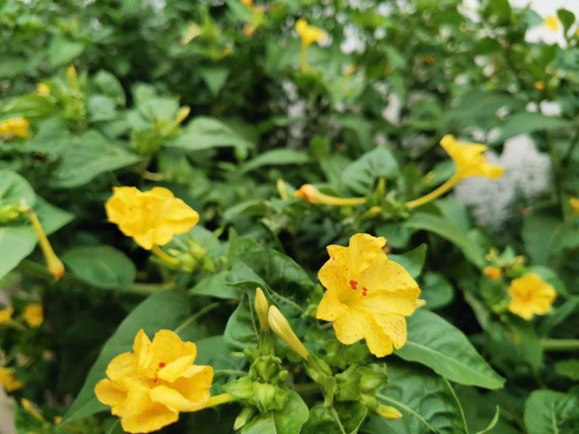 昙花（昙花花语），这4种花却在悄悄争奇斗艳（昙花的花语和象征）