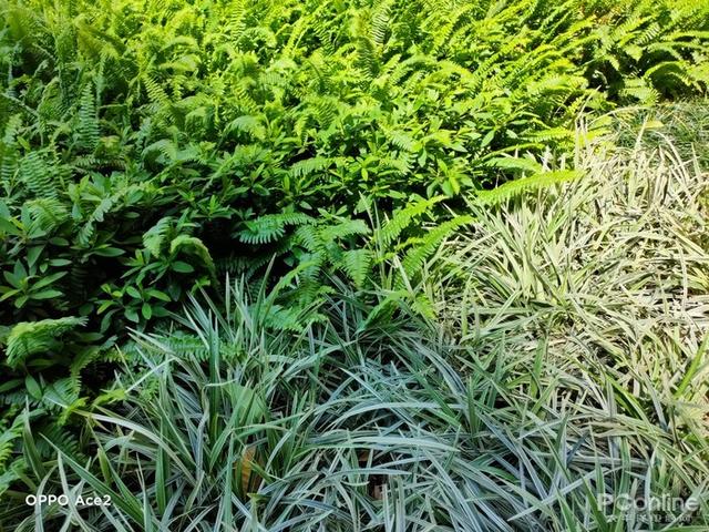 ace是什么意思，ace是什么意思游戏（超强性能,这才是ACE级别的体验）