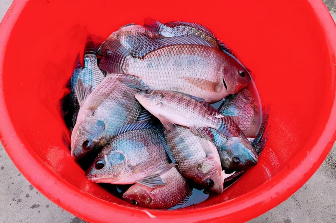 太阳鱼比罗非鱼更"厉害"