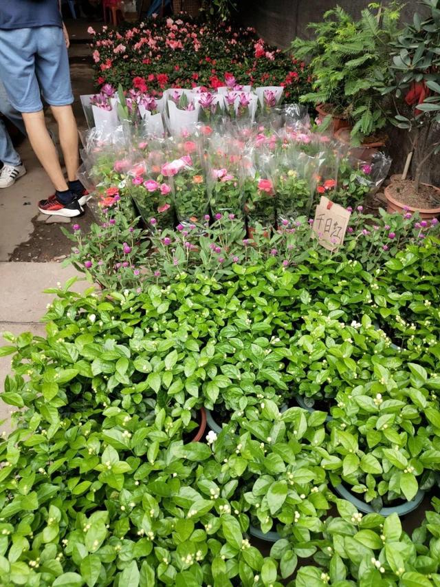 荷花最好看的品种是什么，这花最好看、最好养